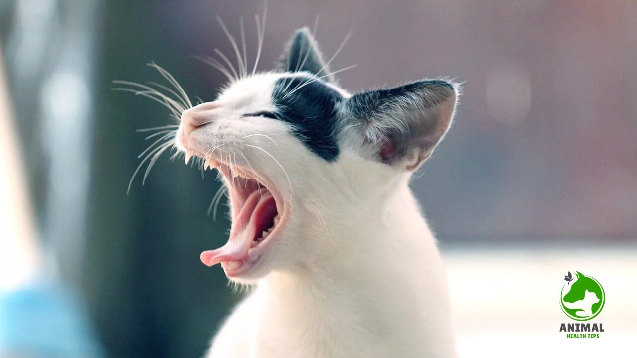 Why Is My Cat Sneezing?