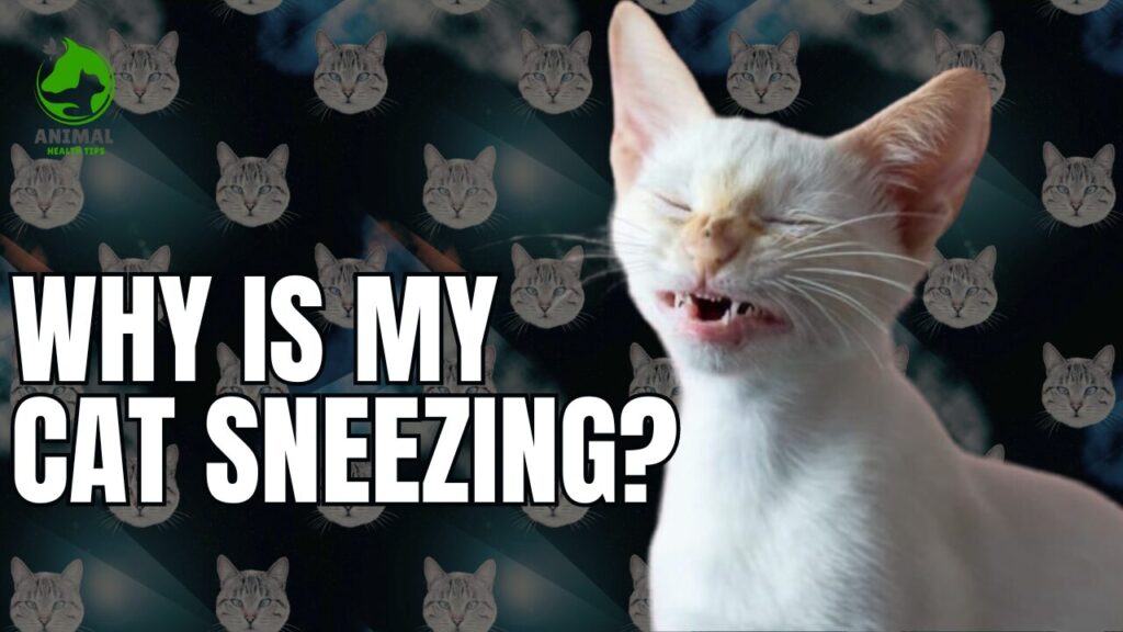 Why Is My Cat Sneezing? Causes, Symptoms, and Treatment