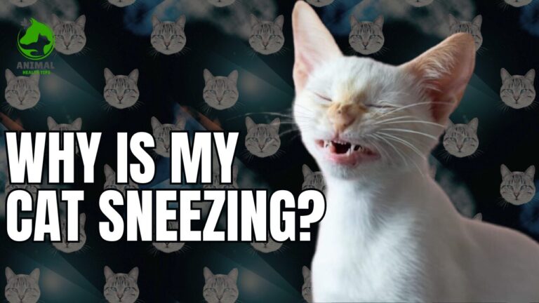 Why Is My Cat Sneezing? Causes, Symptoms, and Treatment