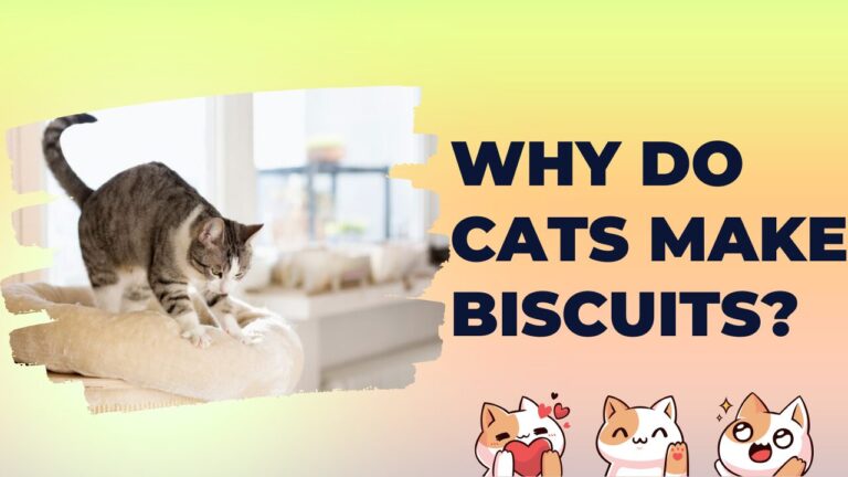 Why Do Cats Make Biscuits?