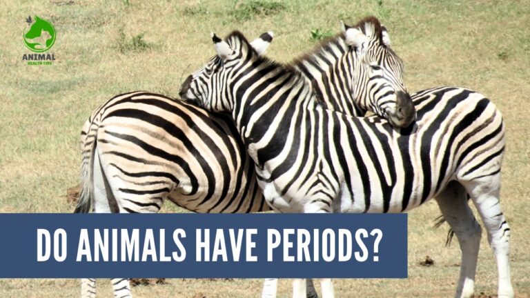 Do Animals Have Periods?