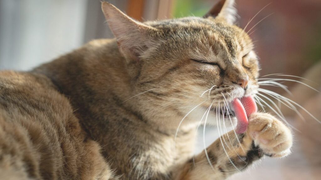 Why Do Cats Lick Themselves