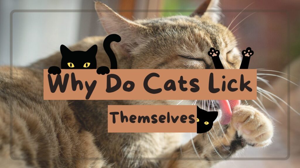 Why Do Cats Lick Themselves? The Science Behind Cat Grooming