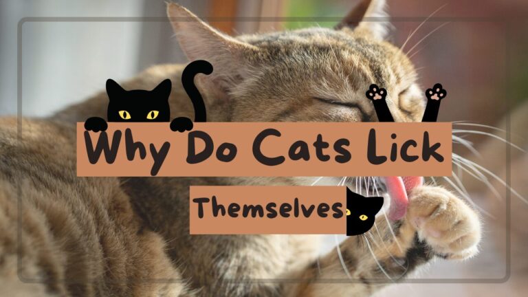Why Do Cats Lick Themselves? The Science Behind Cat Grooming
