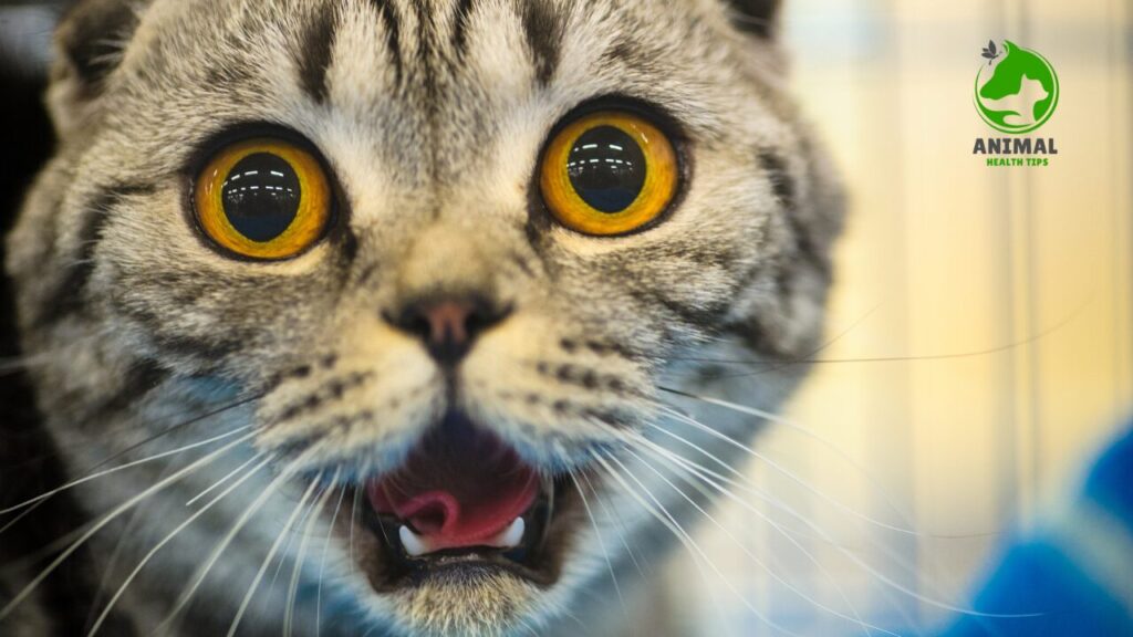 Why Do Old Cats Yowl So Much