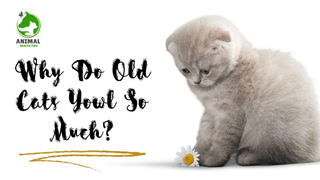 Why Do Old Cats Yowl So Much?