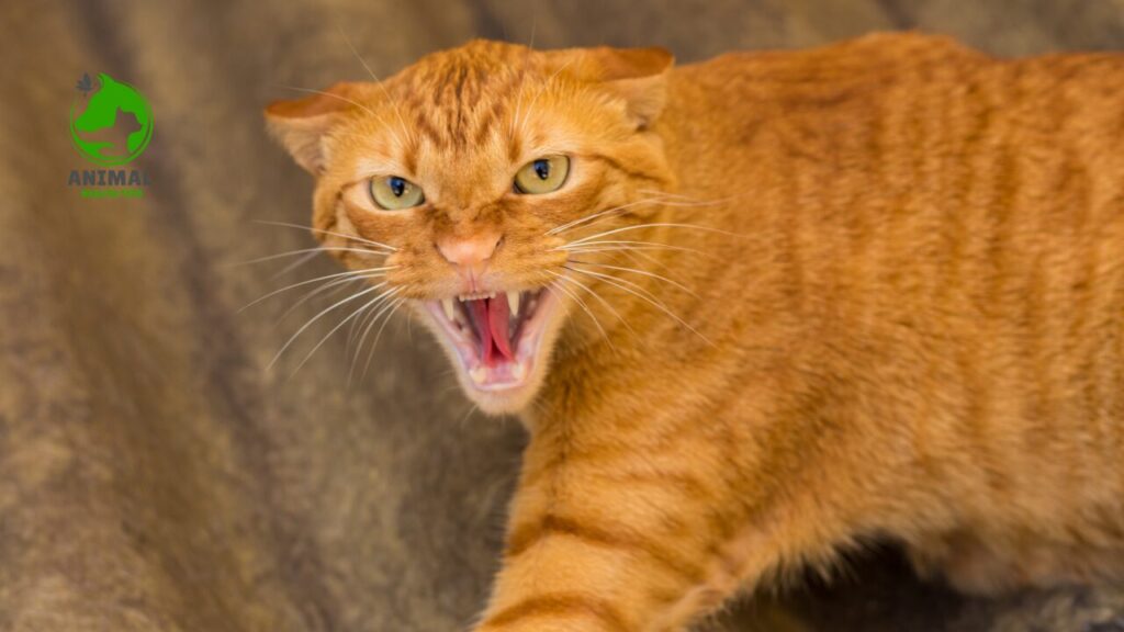 Why Do Old Cats Yowl So Much