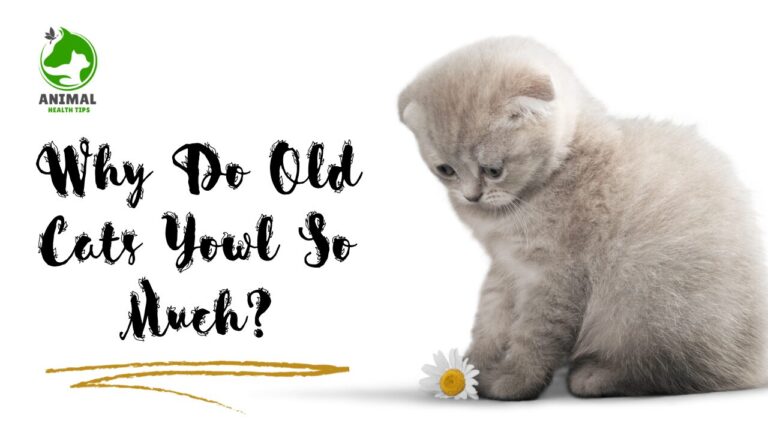 Why Do Old Cats Yowl So Much?
