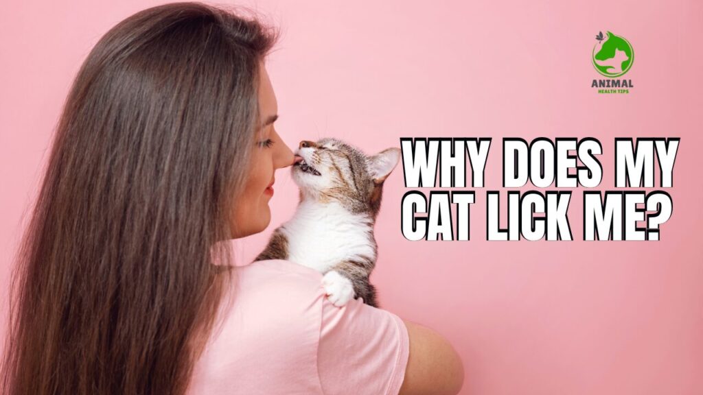 Why Does My Cat Lick Me?
