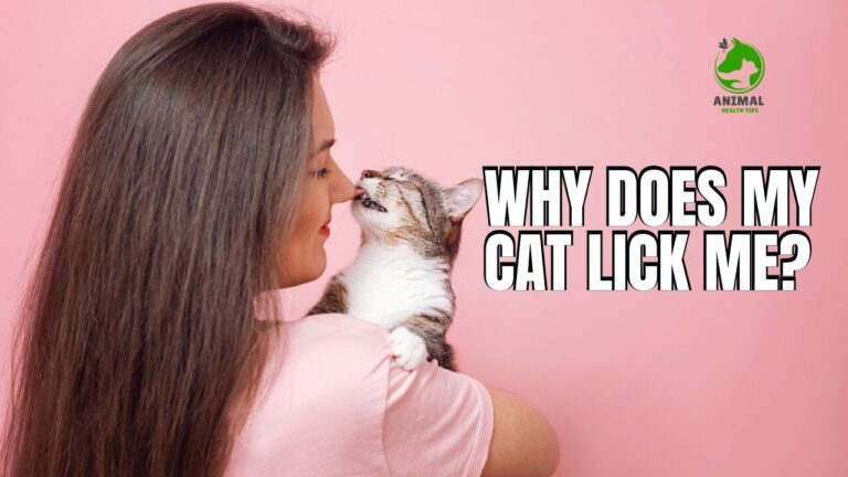 Why Does My Cat Lick Me?