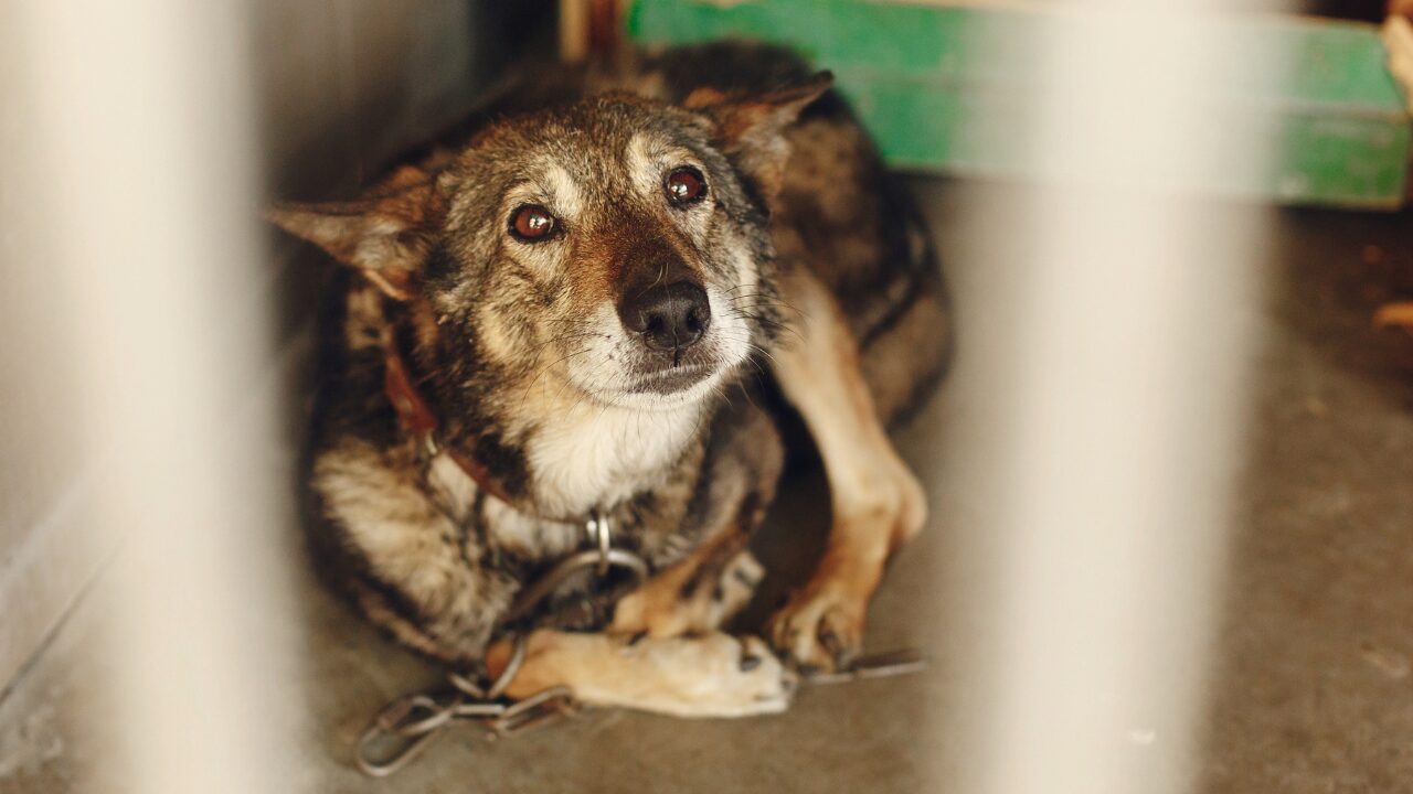 Do Dogs Really Cry ‘Happy Tears’? The Truth Behind Your Pup’s Emotions
