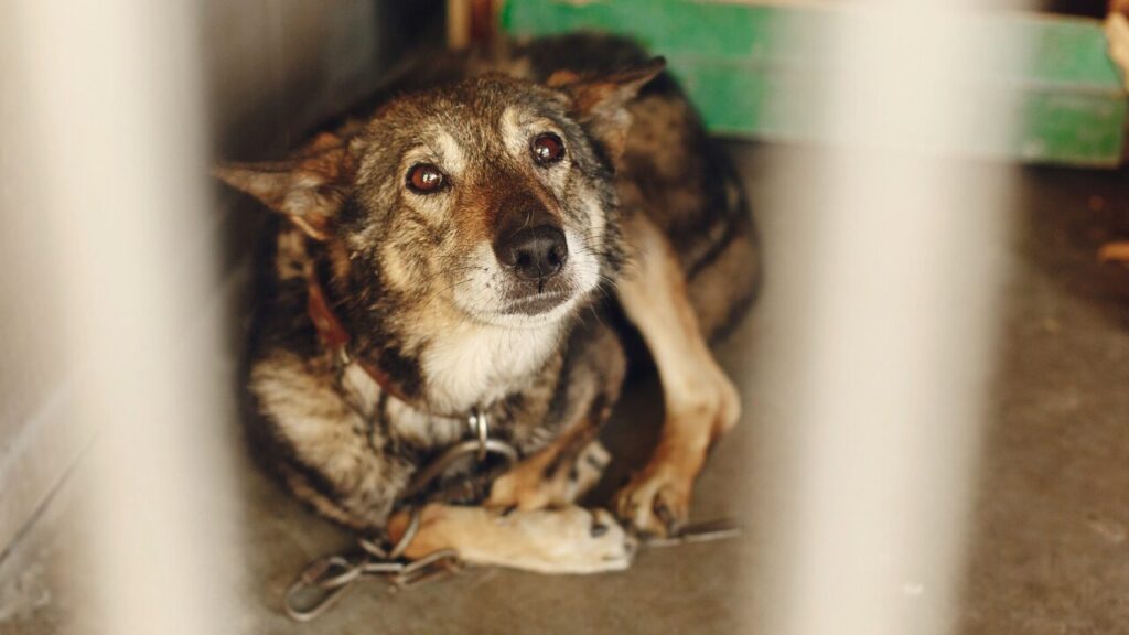 Do Dogs Really Cry ‘Happy Tears’
