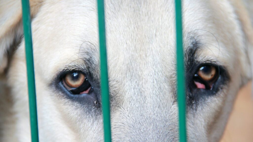 Do Dogs Really Cry ‘Happy Tears’
