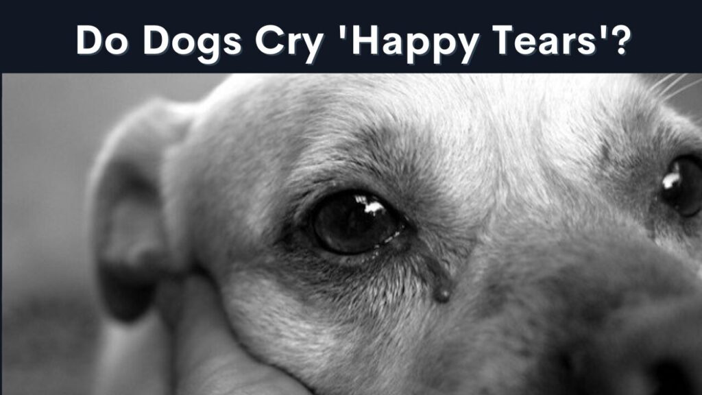 Do Dogs Really Cry ‘Happy Tears’? The Truth Behind Your Pup’s Emotions