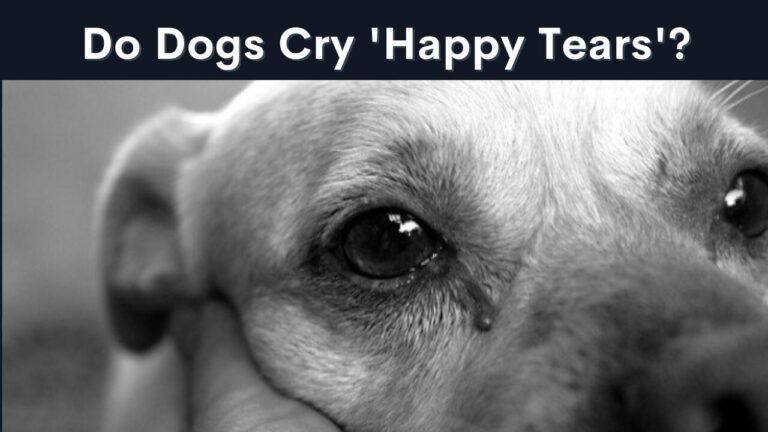 Do Dogs Really Cry ‘Happy Tears’? The Truth Behind Your Pup’s Emotions