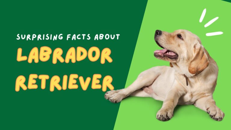 Labrador Retrievers: The Ultimate Guide To The Most Popular Dog Breed