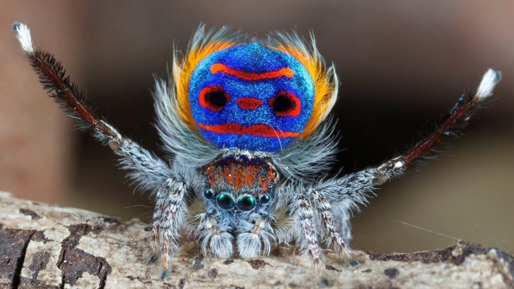 Peacock Spiders