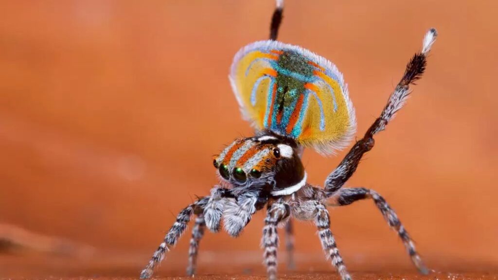 Peacock Spiders