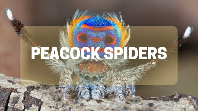 Peacock Spiders: The Most Colorful and Adorable Arachnids in the World