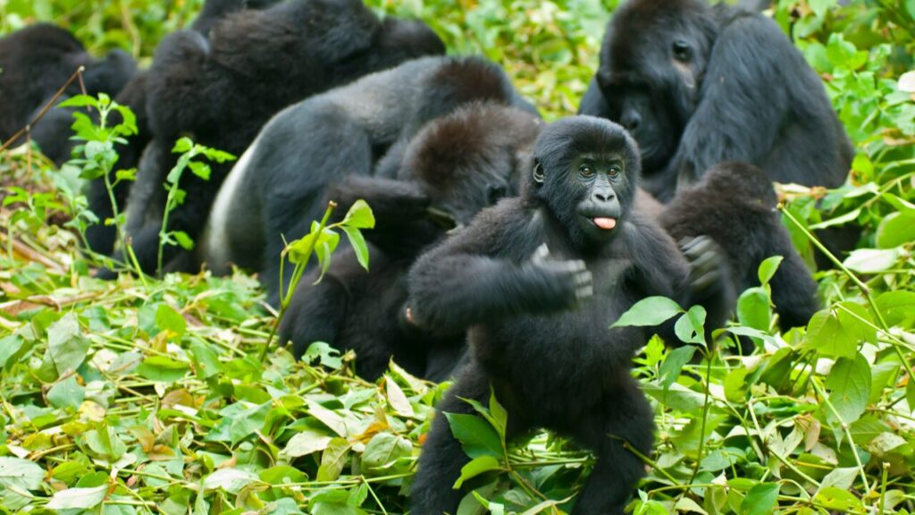 Why Do Gorillas Beat Their Chests