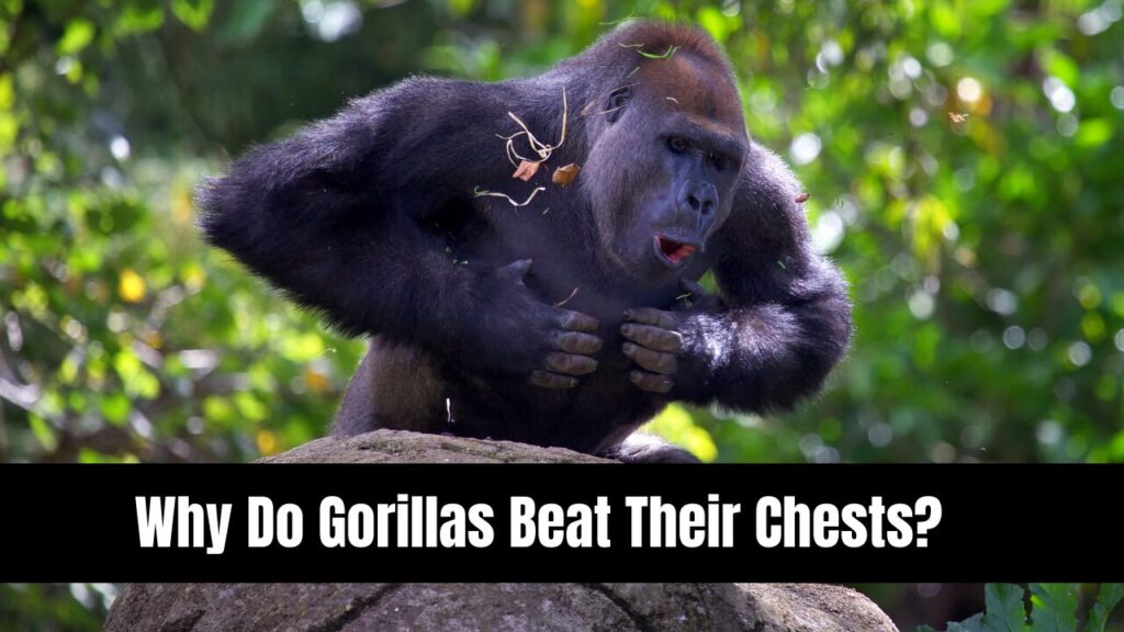 Why Do Gorillas Beat Their Chests?