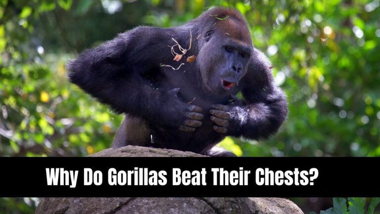 Why Do Gorillas Beat Their Chests?
