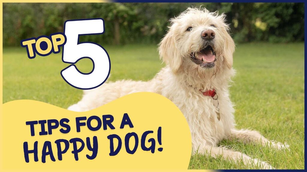 5 Tips for a Happy, Healthy Dog at Every Life Stage