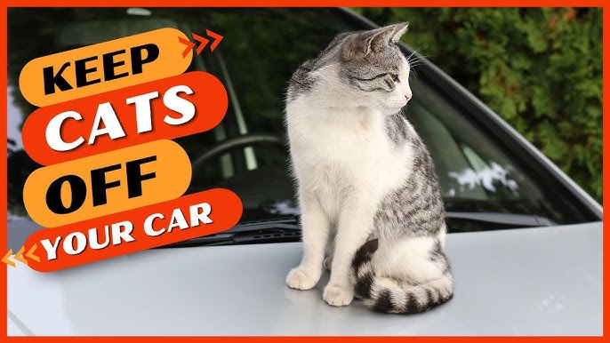 How to Keep Cats Off Your Car