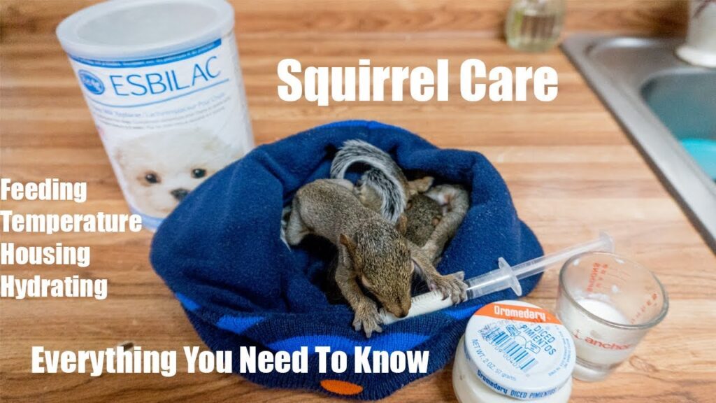 How to Raise a Baby Squirrel at Home