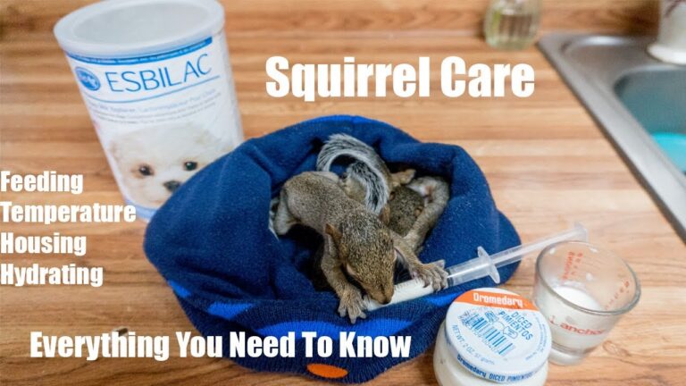 How to Raise a Baby Squirrel at Home