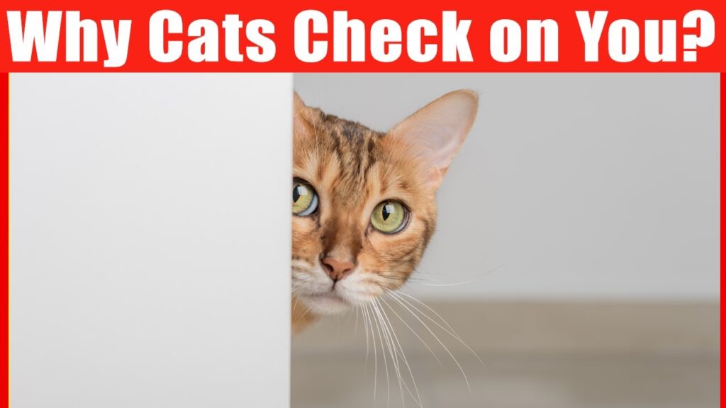 Why Cats Check on Their Owners – Explained