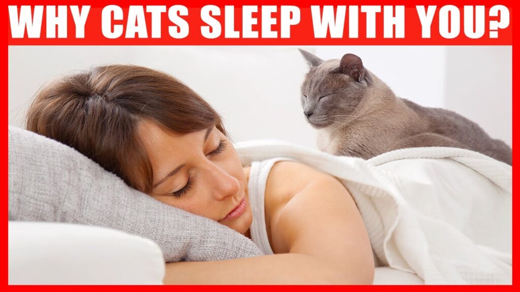 Why Does Your Cat Sleep With You?