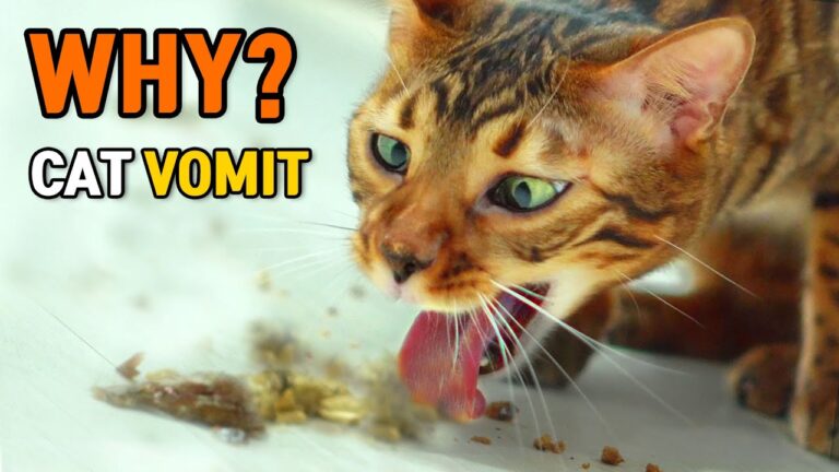 Why Is My Cat Vomiting? Causes & What to Do