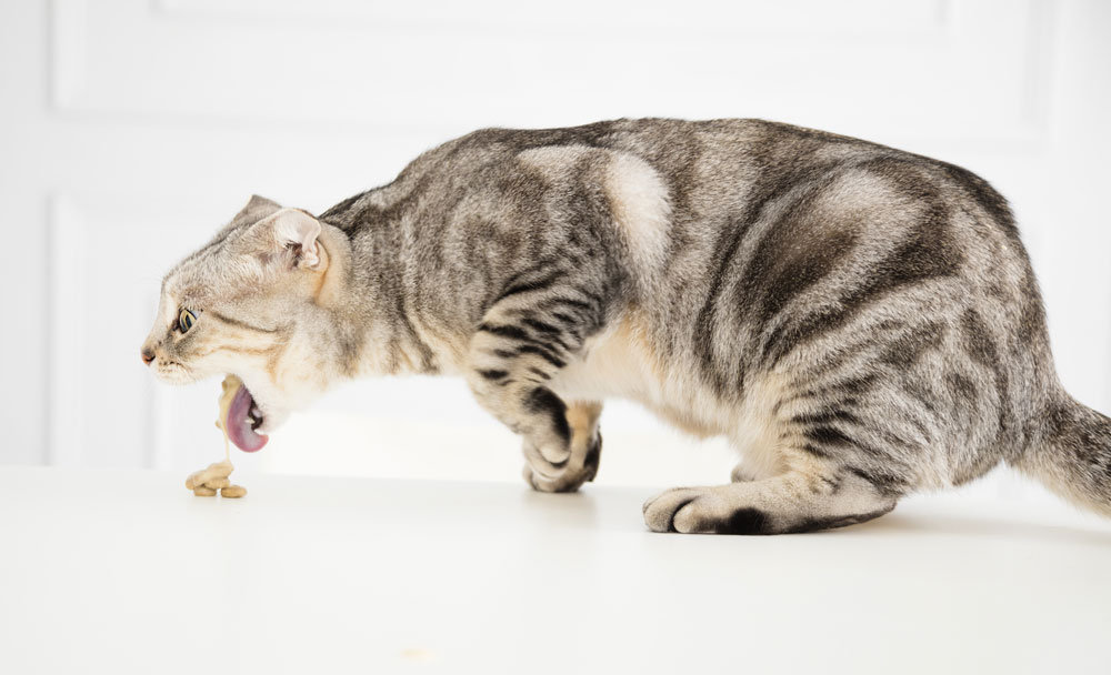 Why Is My Cat Vomiting