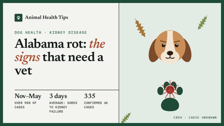 Alabama Rot in Dogs: The Signs, the Season and What Is Known