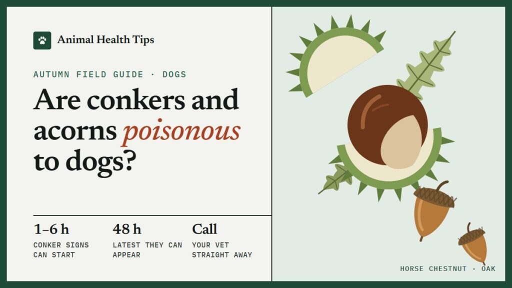 Are Conkers and Acorns Poisonous to Dogs? Signs, Timing and What to Do