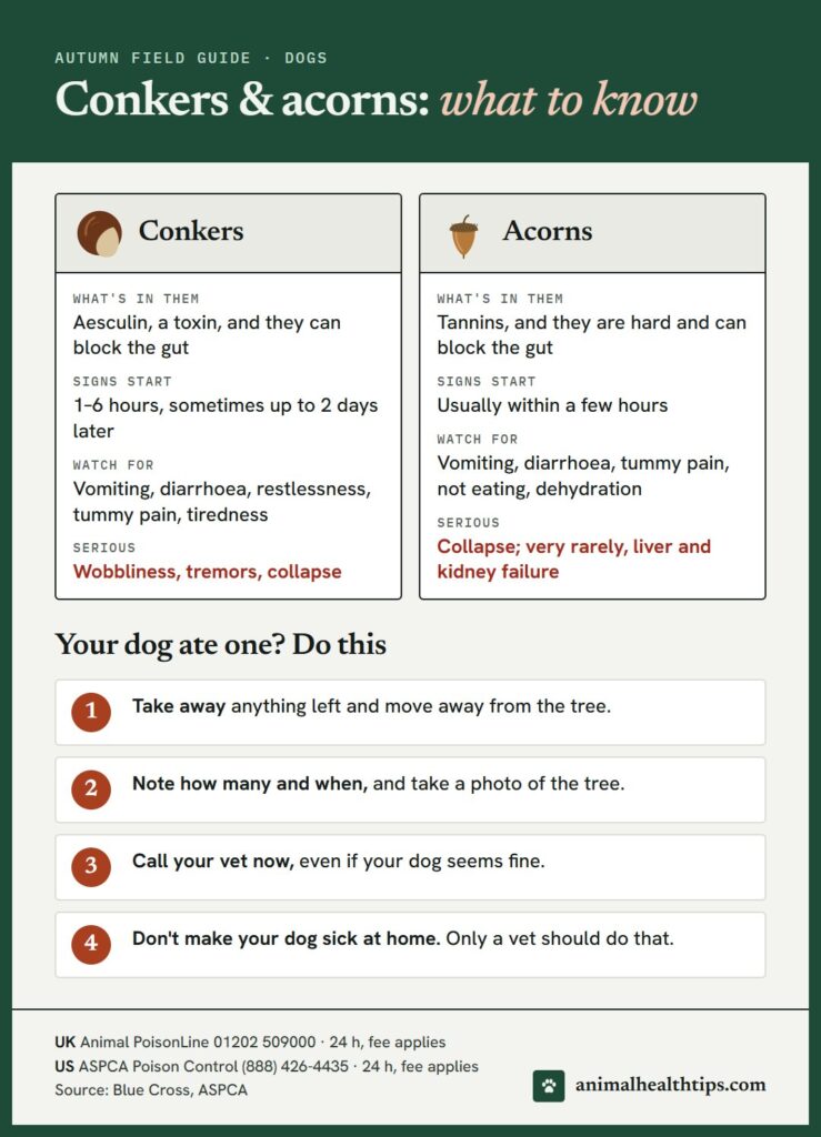 Chart comparing conkers and acorns for dogs: what is in them, when signs start, common signs, and four steps to take if your dog ate one