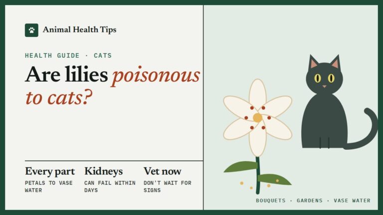 Are Lilies Poisonous to Cats? Every Part Is Toxic