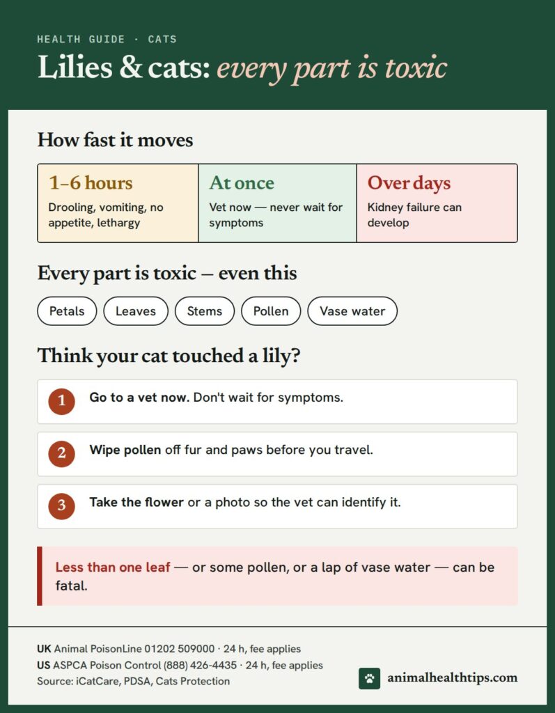 Lilies and cats: how fast poisoning moves, every toxic part, and what to do