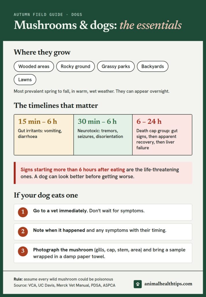 Mushrooms and dogs essentials: where they grow, poisoning timelines for each toxin group, and what to do if your dog eats one