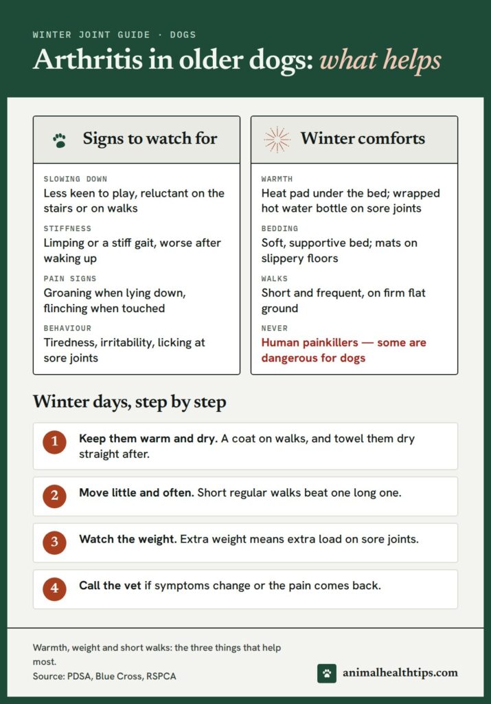Arthritis in older dogs infographic: signs to watch for, winter comforts and when to call the vet