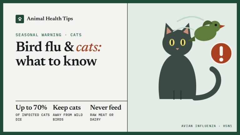 Bird Flu and Cats: Signs, Risks and What Owners Need to Know