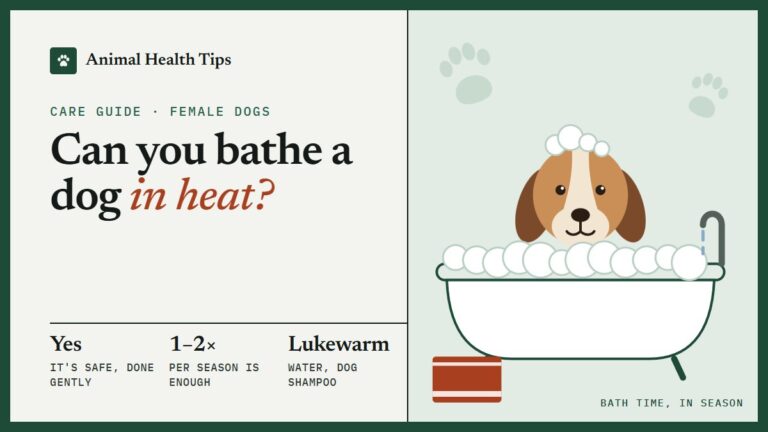 Can You Bathe a Dog in Heat? A Gentle, Step-by-Step Guide