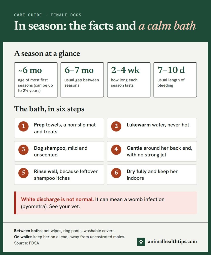 Chart of a dog's season at a glance (first heat, how often, how long, bleeding) and six steps for a gentle bath
