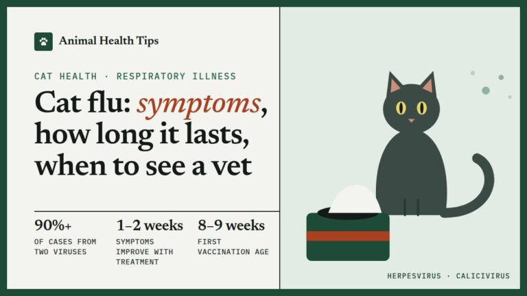 Cat Flu: Symptoms, How Long It Lasts and When to See a Vet