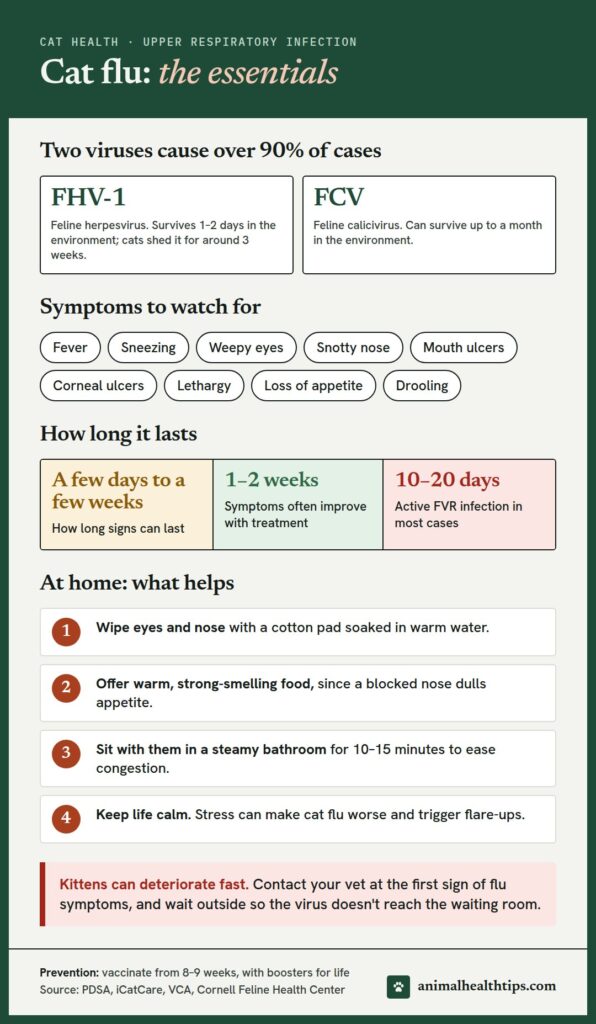Cat flu essentials: the two viruses behind it, symptoms to watch for, how long it lasts, home-care steps and when to call the vet