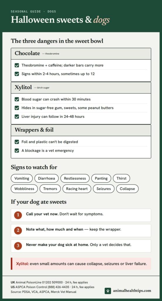 Halloween sweets and dogs: the three dangers (chocolate, xylitol, wrappers), signs to watch for, and what to do