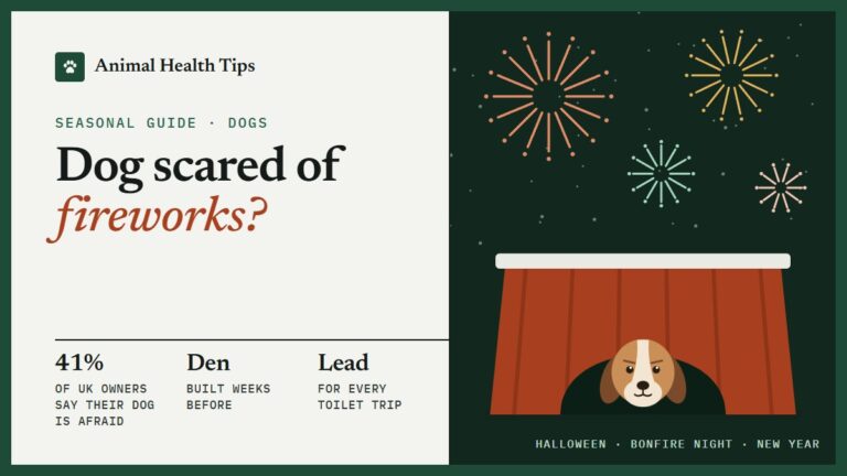 Dog Scared of Fireworks? How to Keep Them Calm This Season