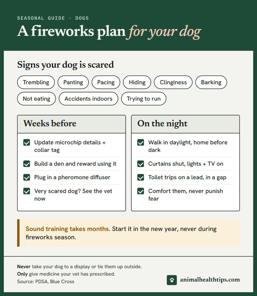 Fireworks plan for dogs: signs of fear, what to do in the weeks before, and a checklist for the night