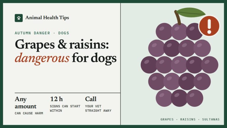 Grapes, Raisins, Sultanas and Currants: Why They Are Dangerous to Dogs